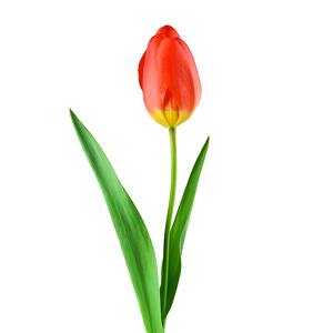 Team Page: Healing Garden Staff